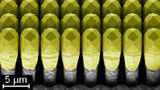 Passi avanti nella realizzazione di semiconduttori monocristallini